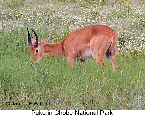 Puku - © James F Wittenberger and Exotic Birding LLC Puku - © James F Wittenberger and Exotic Birding LLC