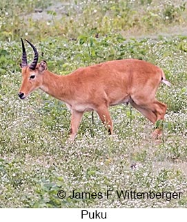 Puku - © James F Wittenberger and Exotic Birding LLC Puku - © James F Wittenberger and Exotic Birding LLC