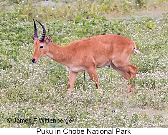 Puku - © James F Wittenberger and Exotic Birding LLC Puku - © James F Wittenberger and Exotic Birding LLC