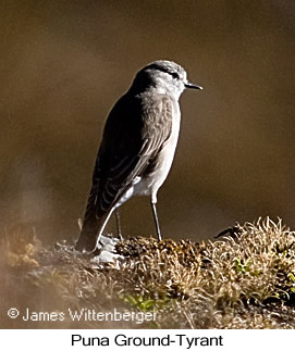 Puna Ground-Tyrant - © James F Wittenberger and Exotic Birding LLC