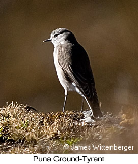 Puna Ground-Tyrant - © James F Wittenberger and Exotic Birding LLC