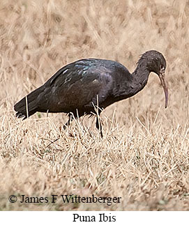 Puna Ibis - © James F Wittenberger and Exotic Birding LLC