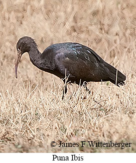 Puna Ibis - © James F Wittenberger and Exotic Birding LLC