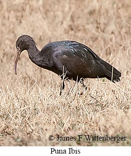 Puna Ibis - © James F Wittenberger and Exotic Birding LLC Puna Ibis - © James F Wittenberger and Exotic Birding LLC