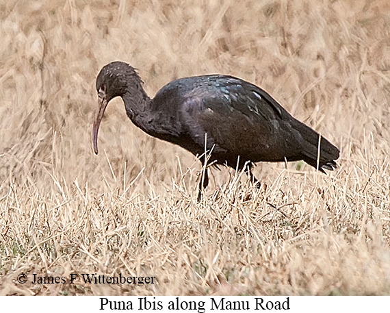 Puna Ibis - © James F Wittenberger and Exotic Birding LLC