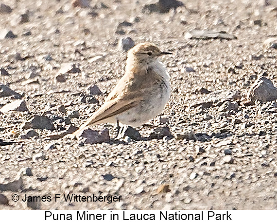 Puna Miner - © James F Wittenberger and Exotic Birding LLC Puna Miner - © James F Wittenberger and Exotic Birding LLC