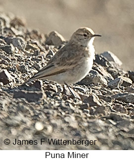 Puna Miner - © James F Wittenberger and Exotic Birding LLC Puna Miner - © James F Wittenberger and Exotic Birding LLC