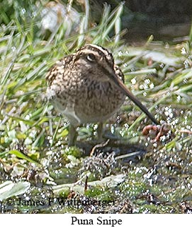 Puna Snipe - © James F Wittenberger and Exotic Birding LLC