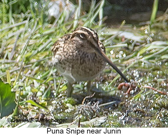 Puna Snipe - © James F Wittenberger and Exotic Birding LLC