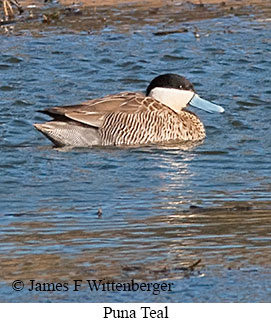 Puna Teal - © James F Wittenberger and Exotic Birding LLC