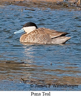 Puna Teal - © James F Wittenberger and Exotic Birding LLC