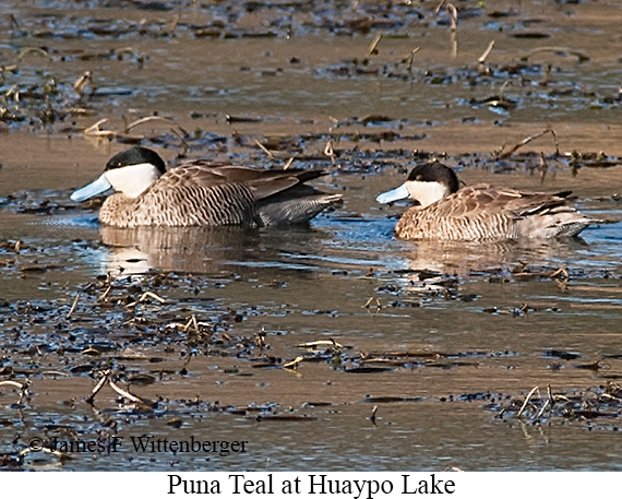 Puna Teal - © James F Wittenberger and Exotic Birding LLC