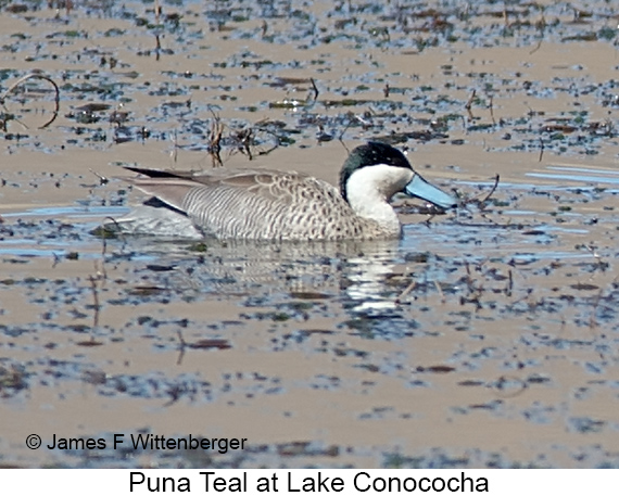 Puna Teal - © James F Wittenberger and Exotic Birding LLC Puna Teal - © James F Wittenberger and Exotic Birding LLC