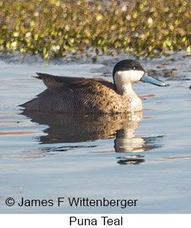 Puna Teal - &copy; James F Wittenberger and Exotic Birding LLC