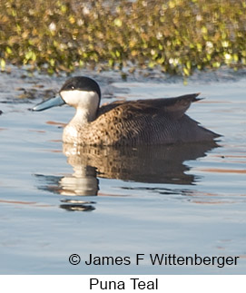 Puna Teal - © James F Wittenberger and Exotic Birding LLC Puna Teal - © James F Wittenberger and Exotic Birding LLC