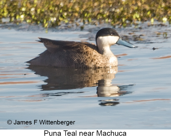 Puna Teal - © James F Wittenberger and Exotic Birding LLC Puna Teal - © James F Wittenberger and Exotic Birding LLC