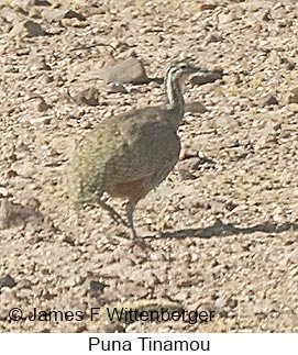 Puna Tinamou - © James F Wittenberger and Exotic Birding LLC Puna Tinamou - © James F Wittenberger and Exotic Birding LLC