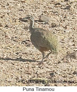 Puna Tinamou - © James F Wittenberger and Exotic Birding LLC