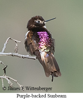 Purple-backed Sunbeam - &copy; James F Wittenberger and Exotic Birding LLC
