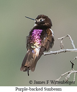 Purple-backed Sunbeam - &copy; James F Wittenberger and Exotic Birding LLC