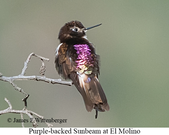 Purple-backed Sunbeam - &copy; James F Wittenberger and Exotic Birding LLC