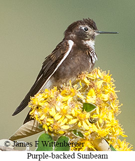 Purple-backed Sunbeam - &copy; James F Wittenberger and Exotic Birding LLC