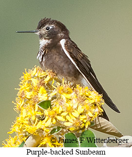Purple-backed Sunbeam - &copy; James F Wittenberger and Exotic Birding LLC