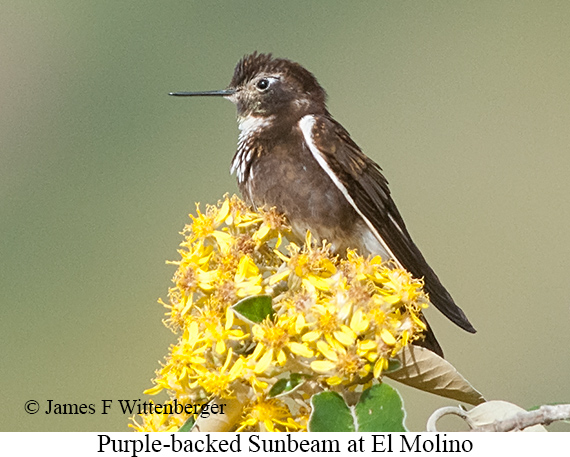 Purple-backed Sunbeam - &copy; James F Wittenberger and Exotic Birding LLC