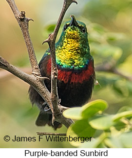 Purple-banded Sunbird - © James F Wittenberger and Exotic Birding LLC Purple-banded Sunbird - © James F Wittenberger and Exotic Birding LLC