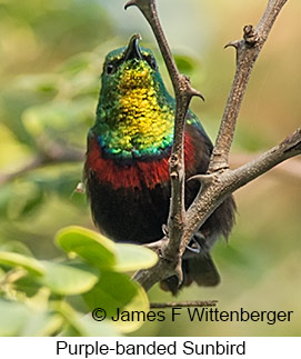 Purple-banded Sunbird - © James F Wittenberger and Exotic Birding LLC