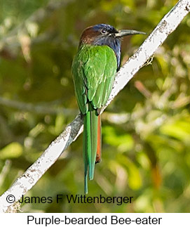 Purple-bearded Bee-eater - © James F Wittenberger and Exotic Birding LLC