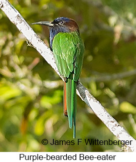 Purple-bearded Bee-eater - © James F Wittenberger and Exotic Birding LLC