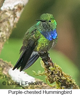 Purple-chested Hummingbird - © Laura L Fellows and Exotic Birding LLC