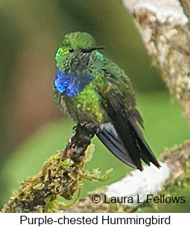 Purple-chested Hummingbird - © Laura L Fellows and Exotic Birding LLC