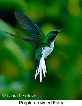 Purple-crowned Fairy - &copy; Laura L Fellows and Exotic Birding Tours