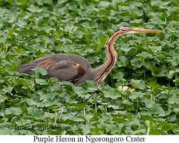 Purple Heron - © James F Wittenberger and Exotic Birding LLC