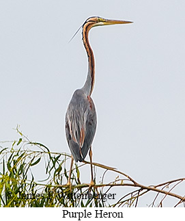 Purple Heron - &copy; James F Wittenberger and Exotic Birding LLC