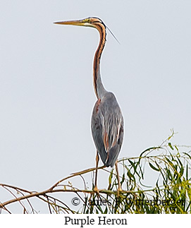 Purple Heron - © James F Wittenberger and Exotic Birding LLC