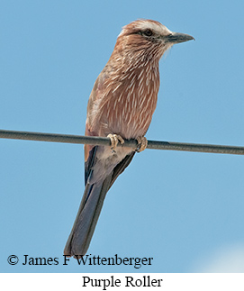 Purple Roller - &copy; James F Wittenberger and Exotic Birding LLC