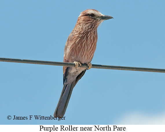 Purple Roller - &copy; James F Wittenberger and Exotic Birding LLC