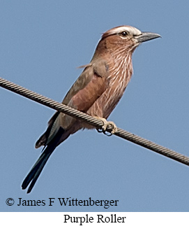 Purple Roller - &copy; James F Wittenberger and Exotic Birding LLC