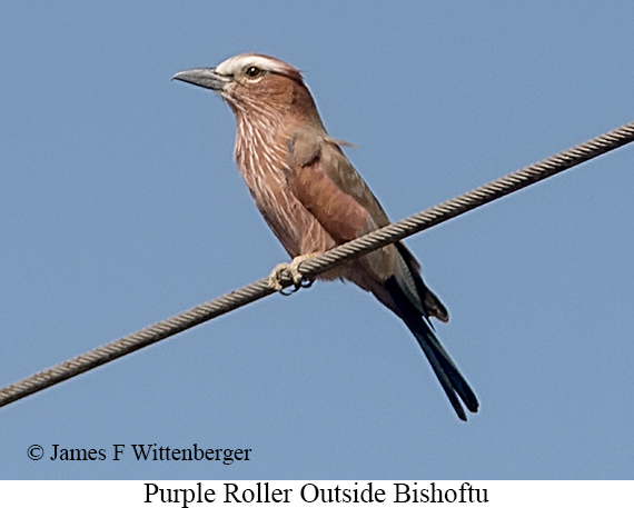 Purple Roller - &copy; James F Wittenberger and Exotic Birding LLC