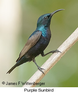 Purple Sunbird - © James F Wittenberger and Exotic Birding LLC