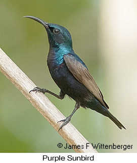 Purple Sunbird - © James F Wittenberger and Exotic Birding LLC
