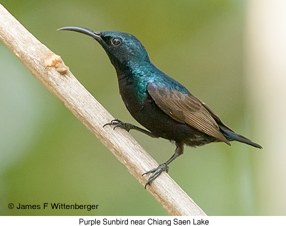 Purple Sunbird - © James F Wittenberger and Exotic Birding LLC
