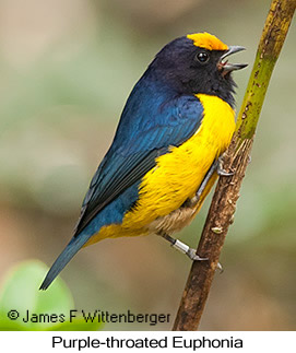 Purple-throated Euphonia - © James F Wittenberger and Exotic Birding LLC