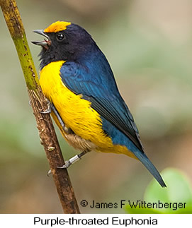 Purple-throated Euphonia - © James F Wittenberger and Exotic Birding LLC