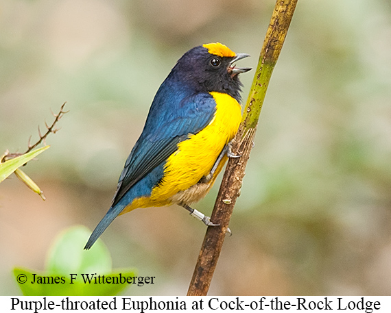 Purple-throated Euphonia - &copy; James F Wittenberger and Exotic Birding LLC