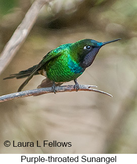 Purple-throated Sunangel - © Laura L Fellows and Exotic Birding LLC