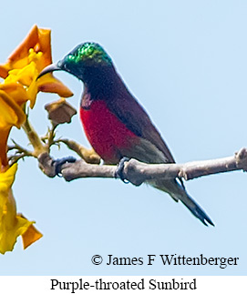 Purple-throated Sunbird - &copy; James F Wittenberger and Exotic Birding LLC
